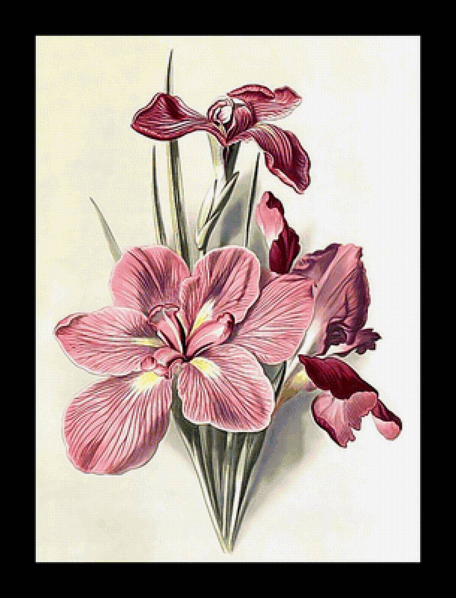 Серия "Ирисы" - букет, флора, цветы, ирисы - предпросмотр