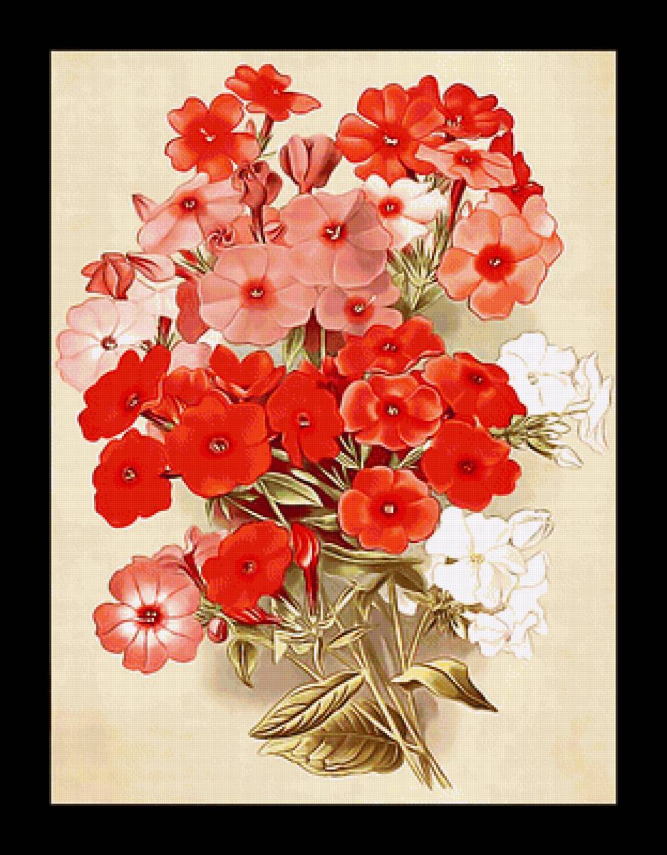 Серия "Букет". Флоксы - цветы, флора, букет - предпросмотр