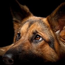 Схема вышивки «взгляд собаки»