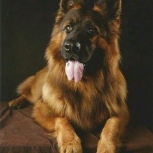 Схема вышивки «немецкая овчарка»