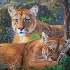 Схема вышивки «Пумы»