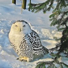 Схема вышивки «сова»