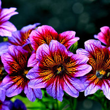 Схема вышивки «Яркие краски цветов»