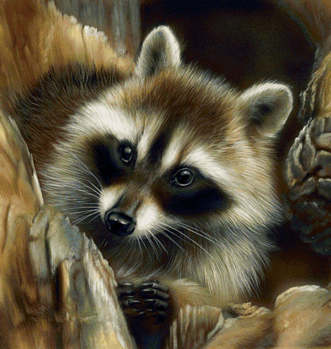 Енот - енот, животные - предпросмотр