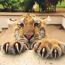 Схема вышивки «Когти»