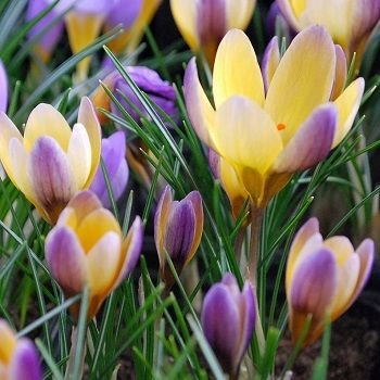 Крокусы - оригинал