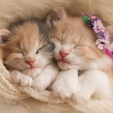 Милые котята