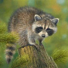 Схема вышивки «Енот»