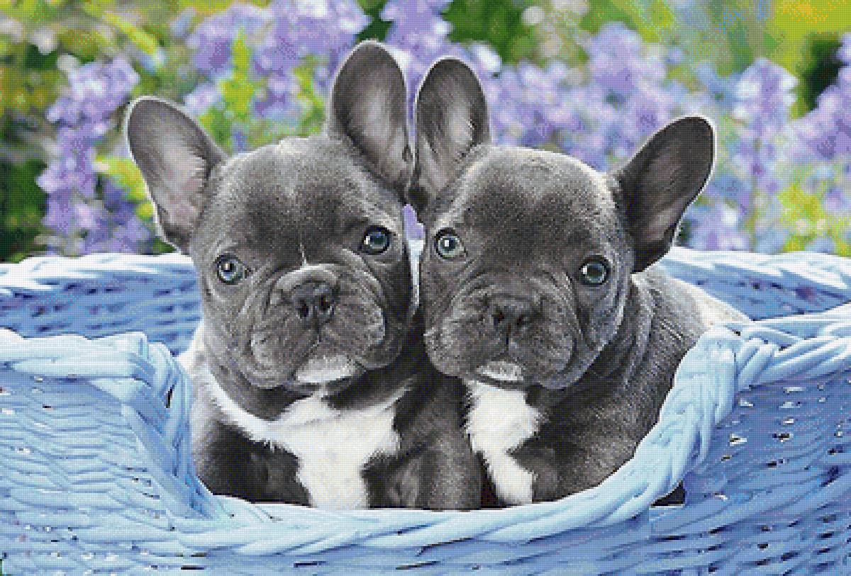 щенки бульдога - собаки - предпросмотр