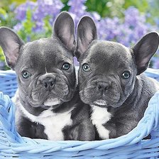 Схема вышивки «щенки бульдога»