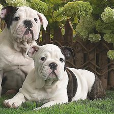 Схема вышивки «собаки»