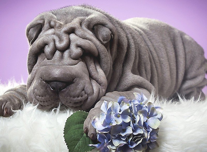 шарпей - собаки - оригинал