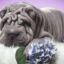 Схема вышивки «шарпей»