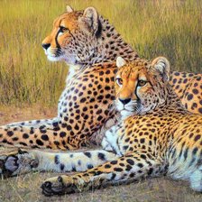 Схема вышивки «Ягуары»