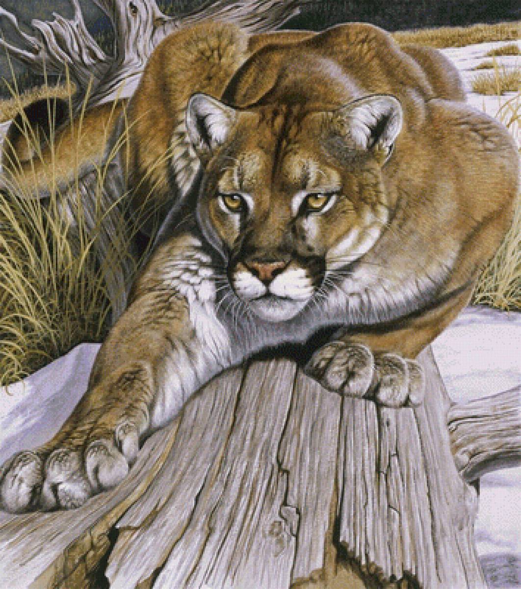 Пума - природа, пума, животные, картина - предпросмотр