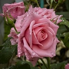 Схема вышивки «розы»