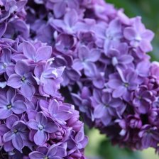 Схема вышивки «Сирень»