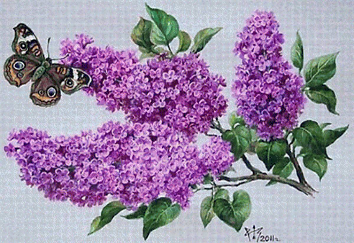 №1867670 - сирень - предпросмотр