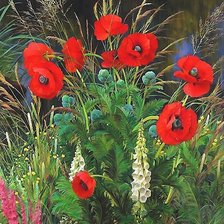 маки и наперстянка