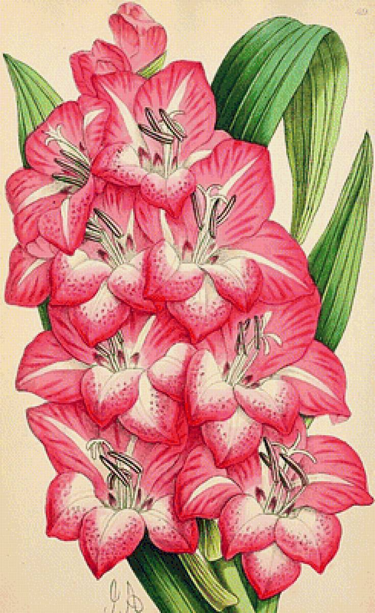 №1868141 - гладиолусы - предпросмотр