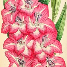 Схема вышивки «№1868141»