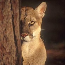 Схема вышивки «Прятки»