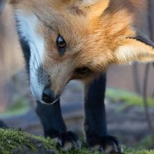 Схема вышивки «Любопытство»