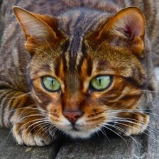 Схема вышивки «Взгляд»