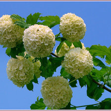 Схема вышивки «Бульдонеж»