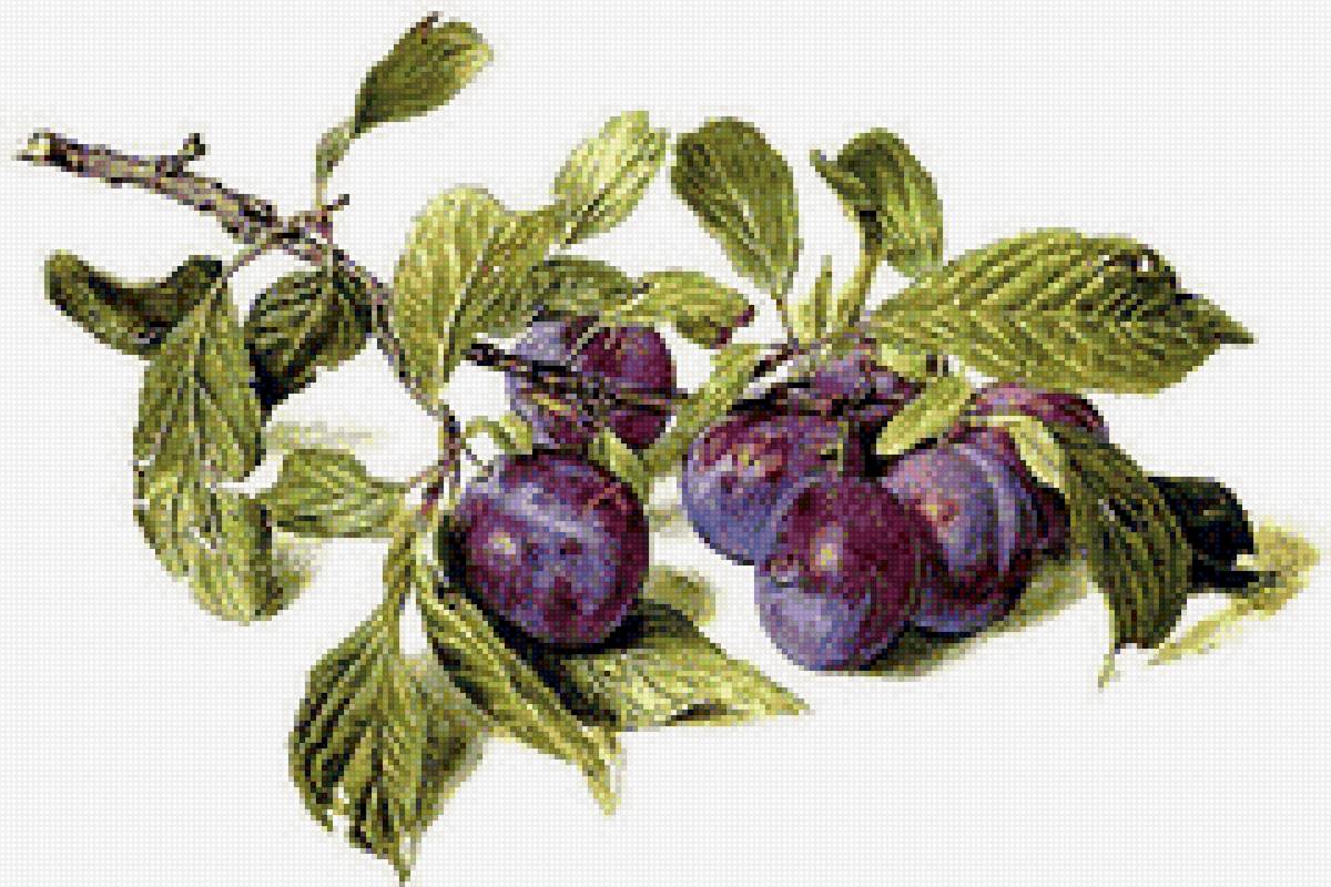 Ветка сливы - ветка, панно, сливы, для кухни - предпросмотр