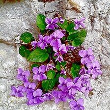 Схема вышивки «фиалки на каменной стене»