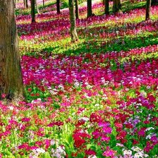 Схема вышивки «примулы в весеннем лесу»