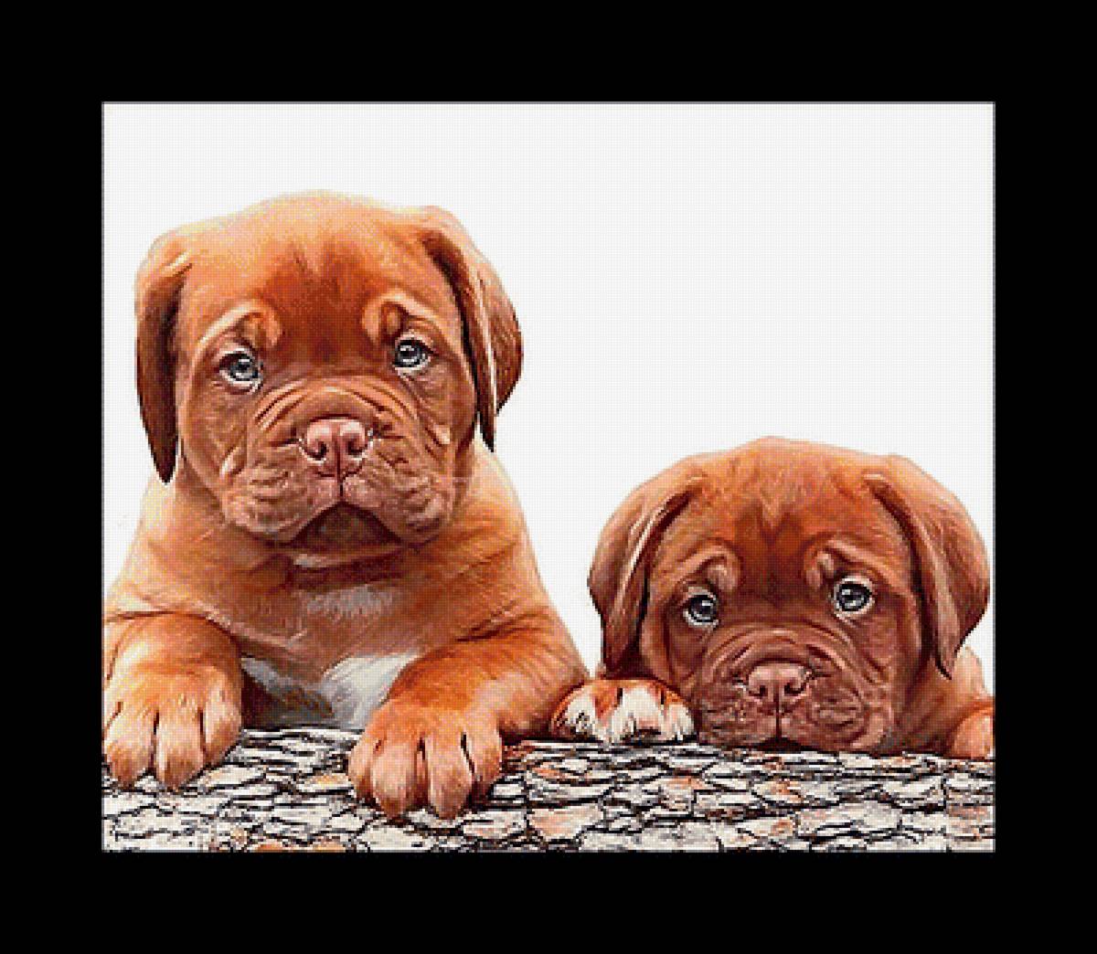 Серия "Собаки". - щенок, животные, собаки - предпросмотр