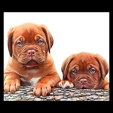 Схема вышивки «Серия "Собаки".»