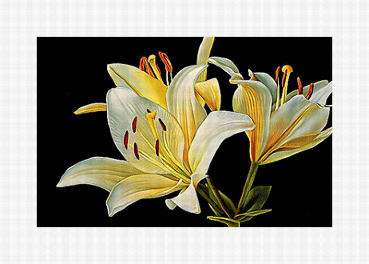 LIRIOS FONDO NEGRO - 400 x 285 cruces - предпросмотр