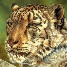 Схема вышивки «Леопард»