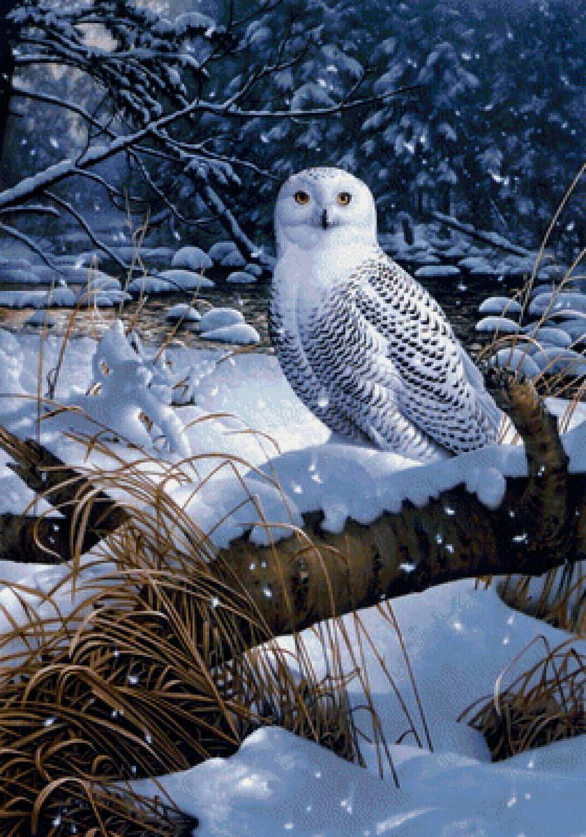 Белая сова - сова, птичка, картина, зима, снег, птица, лес - предпросмотр