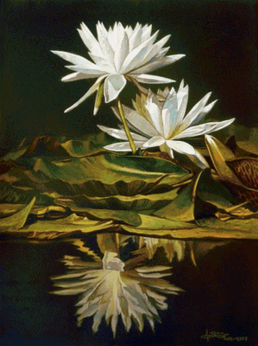 Кувшинки - кувшинки, амит бхар - предпросмотр