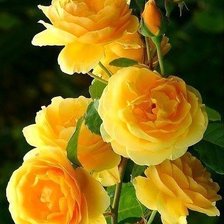 Схема вышивки «Желтые розы»