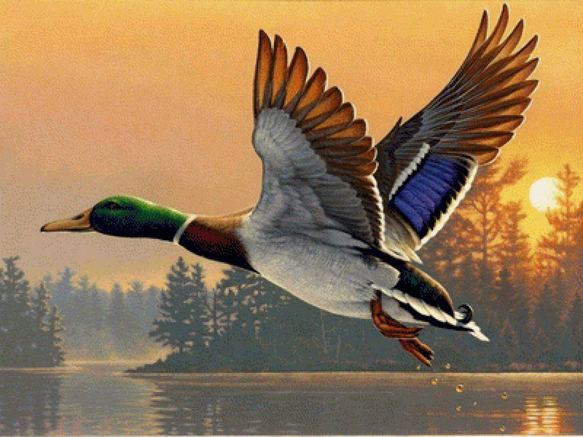 PATO VOLANDP - 400 x 300 cruces - предпросмотр