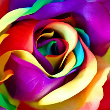ROSA COLORES