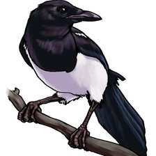 Схема вышивки «Сорока на ветке»