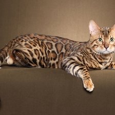 Схема вышивки «котик»