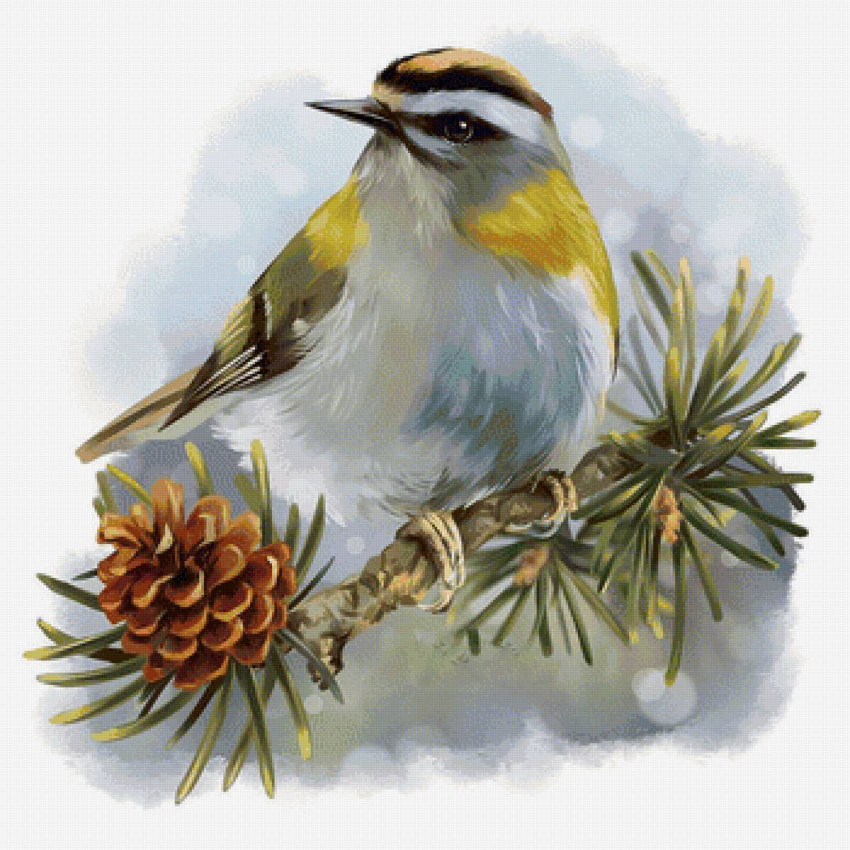 Птичка на ветке - шишка, ветка, рисунок, птичка, птица - предпросмотр