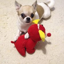 Схема вышивки «чихуашка»