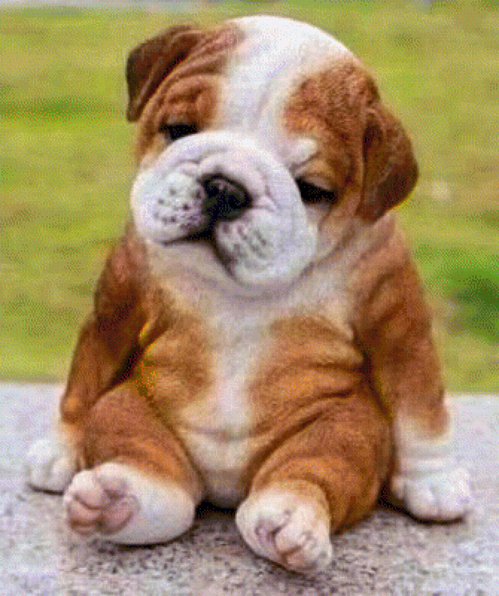 щенок - щенок, грусть, где хозяин - предпросмотр