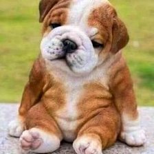 Схема вышивки «щенок»