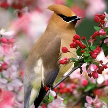 Схема вышивки «Птичка на ветке»