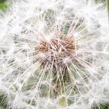 Схема вышивки «Одуванчик»