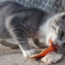 Схема вышивки «Еди»